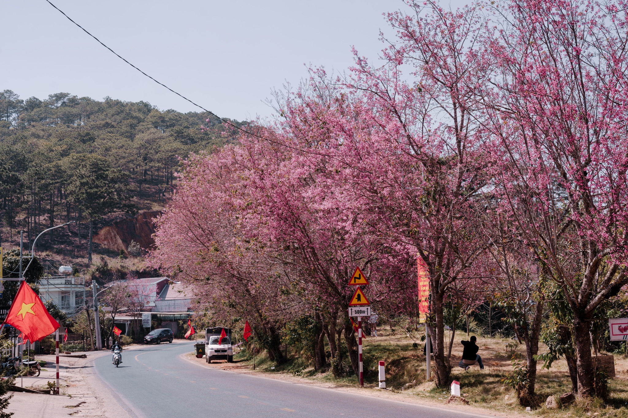 Mùa mai anh đào nở rộ tháng 1 đến tháng 4 tại Đà Lạt